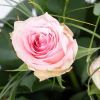 Veranstaltungsbild Riechen Rosen rosa ???